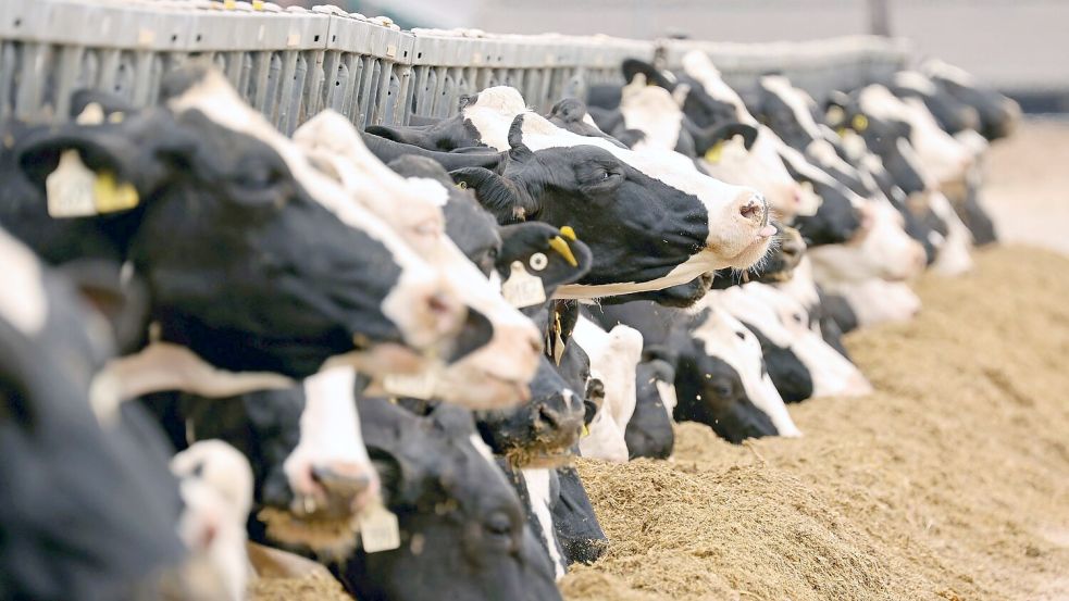 Milchkühe in einem Gut. (Illustration) Foto: Bernd Wüstneck/dpa