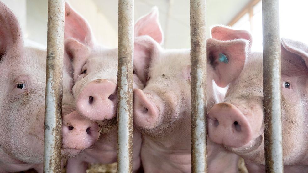 Nach Auftreten der Maul- und Klauenseuche verhängten verschiedene Länder außerhalb der EU Einfuhrbeschränkungen für Tiere und Tiererzeugnisse aus Deutschland. (Symbolbild) Foto: Marijan Murat/dpa