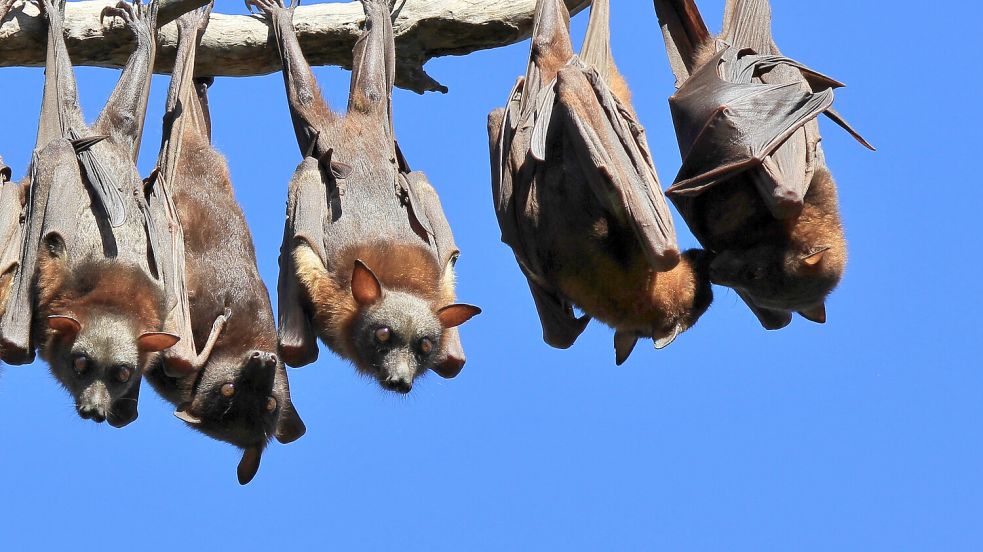 Flughunde werden vor allem in Städten nicht gerne gesehen. Der Grund: Sie sind laut und stinken relativ intensiv. Foto: IMAGO/Panthermedia