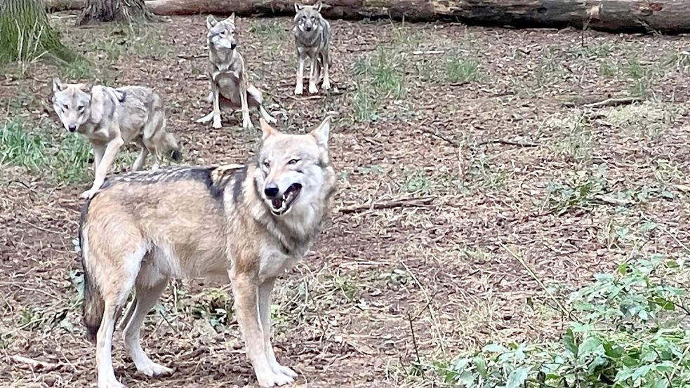 Ein Wolfsrudel bei der Fütterung im Hanauer Wildpark Alte Fasanerie. Foto: Bauer/dpa