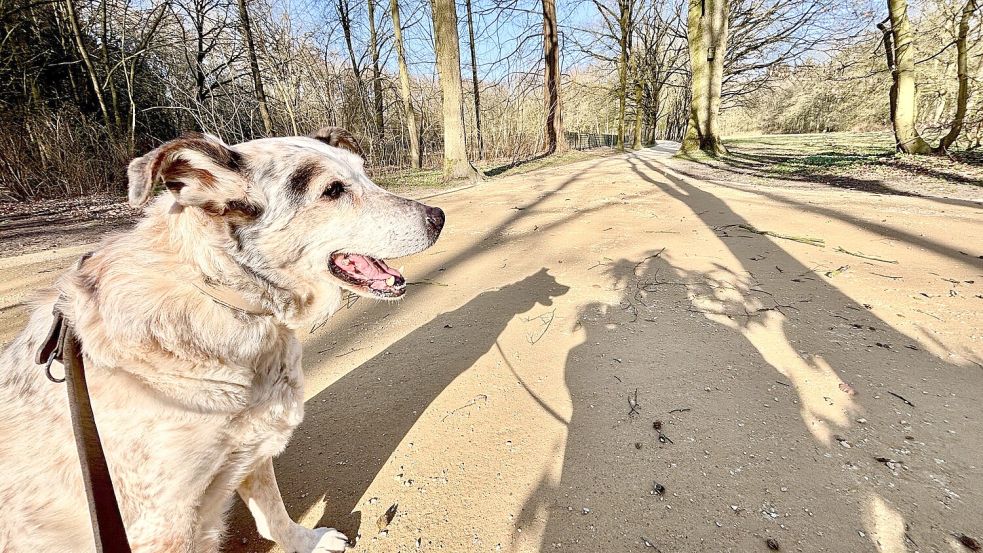Wer mit dem Hund im Julianenpark unterwegs ist, kann jetzt ausgebesserte Wege nutzen. Foto: Ortgies