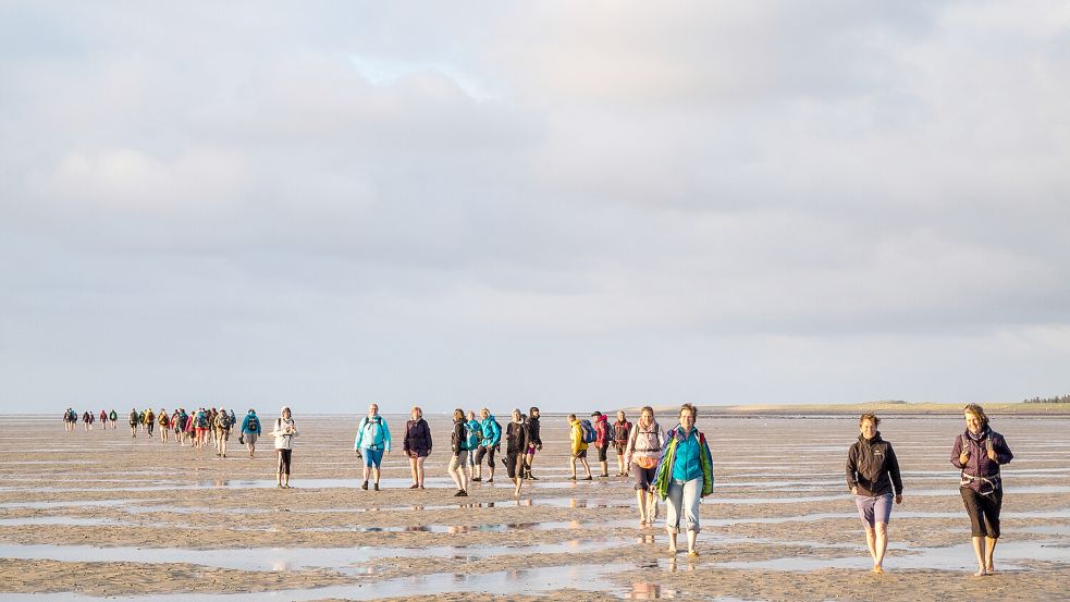 Ein ausgebildeter Nationalparkführer nimmt die Teilnehmer bei Ebbe mit ins Watt, um ihnen die faszinierenden Lebewesen und die besonderen Eigenschaften des Gezeitenraums näherzubringen.  Foto: Martin Stock / LKN-SH