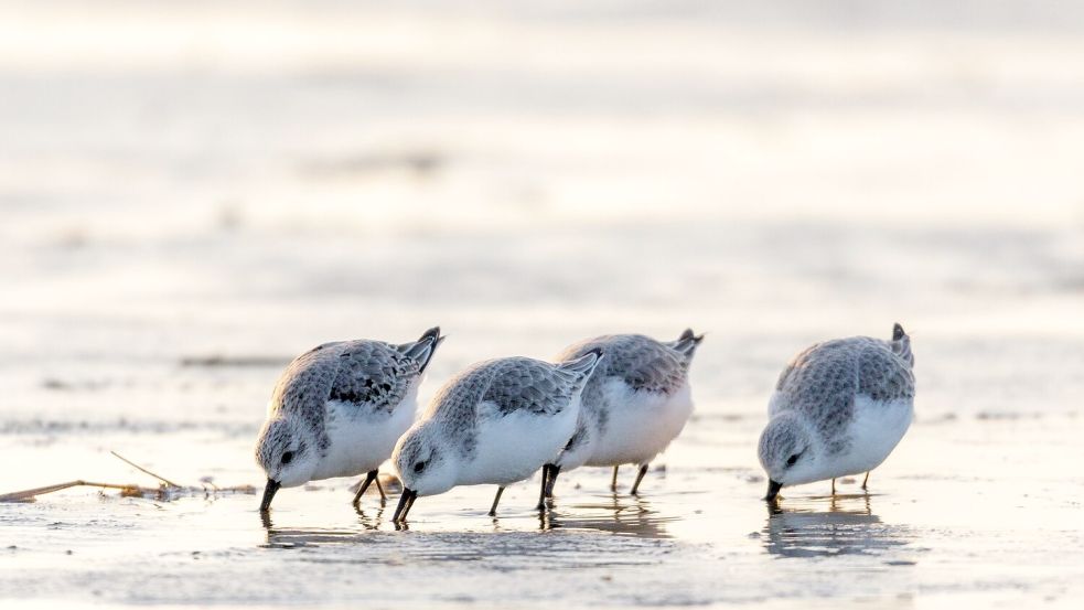 Auf Nahrungssuche: Der Sanderling, ein kleiner Wattvogel, ist aus der Gattung der Strandläufer.  Foto: Christian-Wiedema
