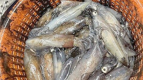 Diese Kalmare wurden gerade aus der Nordsee gefischt. Foto: Hullmann