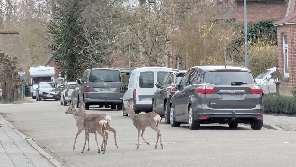 Eine Leserin sichtete in Leer-Loga drei Rehe. Foto: privat