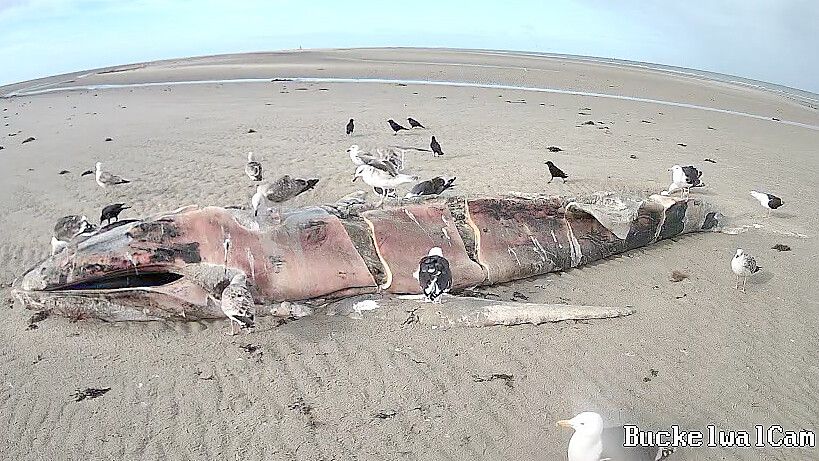 Die BuckelwalCam der Nationalparkverwaltung in Wilhelmshaven zeichnet rund um die Uhr auf, was sich am Walkadaver auf Minsener Oog tut. Am 11. März picken Mantelmöwen und Rabenkrähen daran herum. Foto: NLPV
