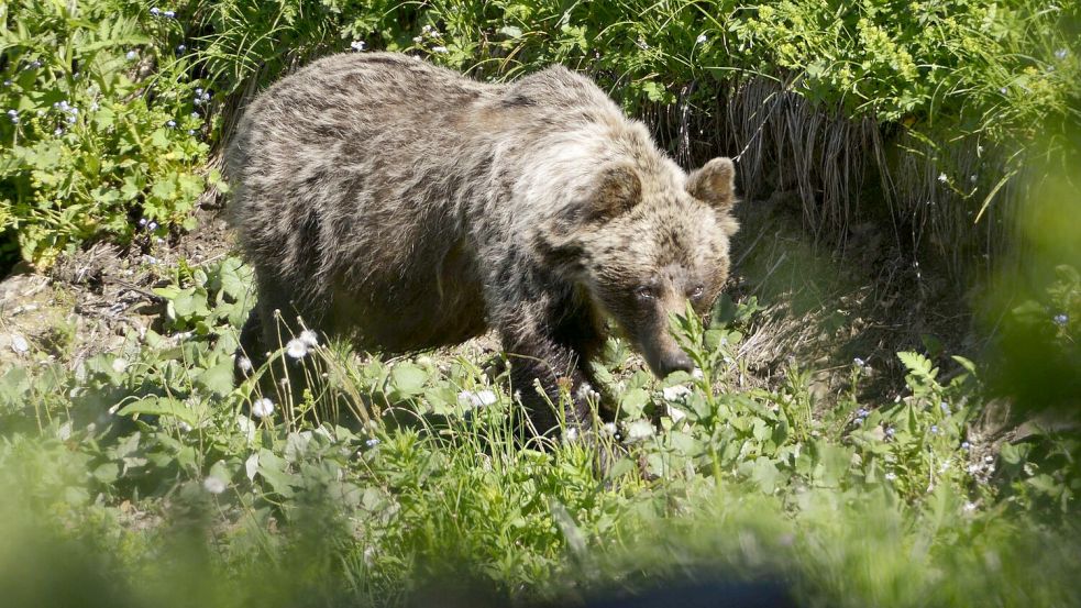 Ein Braunbär in einem slowakischen Gebirgstal. In der Slowakei gibt es mehr als Tausend freilebende Braunbären. (Archivbild) Foto: Milan Kapusta/tasr/dpa