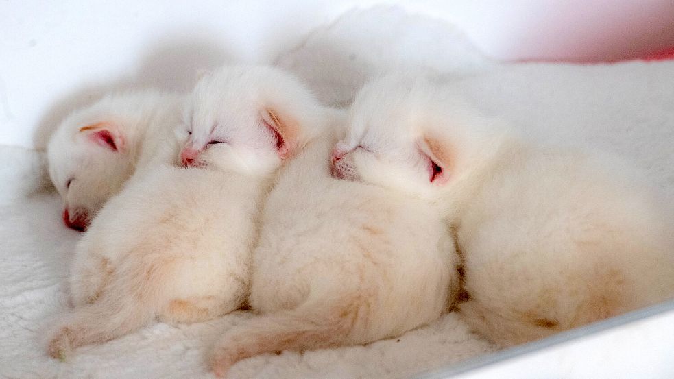 Noch schlafen die drei kleinen Katzenbabys Vincent, Milo und Kasimir die meiste Zeit. Bald beginnt ihr Training. Foto: Ortgies
