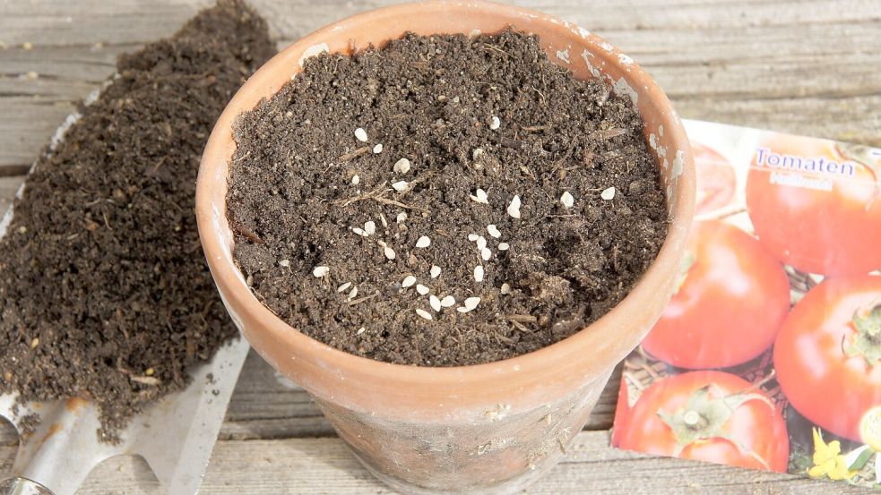Vom Samenkorn bis zur reifen Frucht: Tomatenpflanzen sind bei vielen Gartenfreunden beliebt. So gelingt die Voranzucht. Foto: Imago/Zoonar.com/Peter Himmelhuber