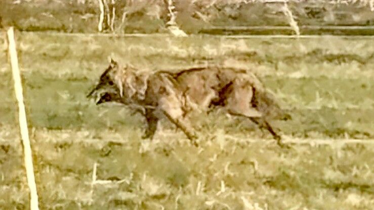 Anhand der Rute erkennt Gerd Oncken, dass es sich nicht um einen Hund, sondern um einen Wolf handelt.