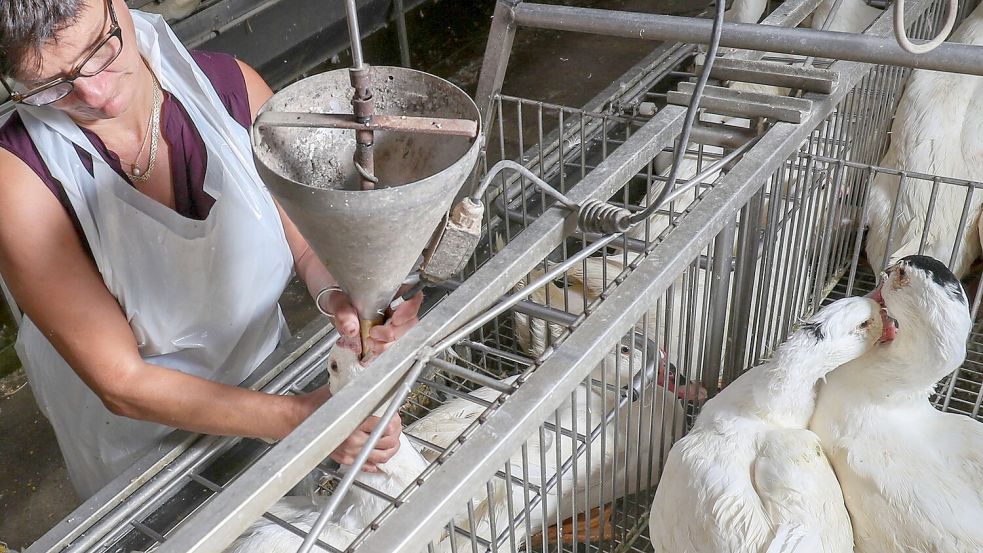 Gänse werden auf einem Hof in Belgien für die Produktion von Foie Gras (Stopfleber) gefüttert. (Archivbild) Foto: Virginie Lefour/BELGA/dpa