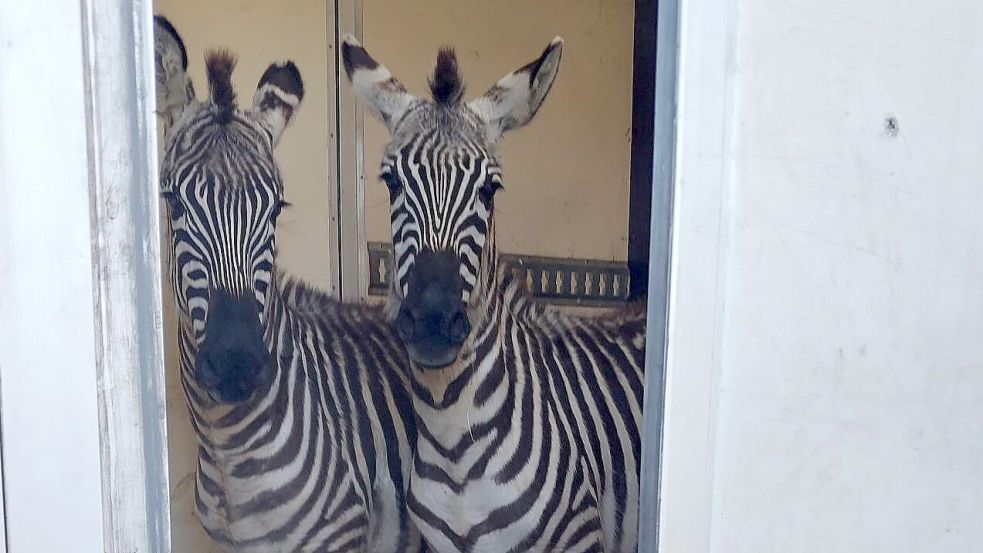 Neben den zwei Zebras, entdeckten die Beamten in dem Transporter auch sechs Affen, eine Antilope, eine Servalkatze, einen Bussard und einen Schwan. Foto: Bundespolizei
