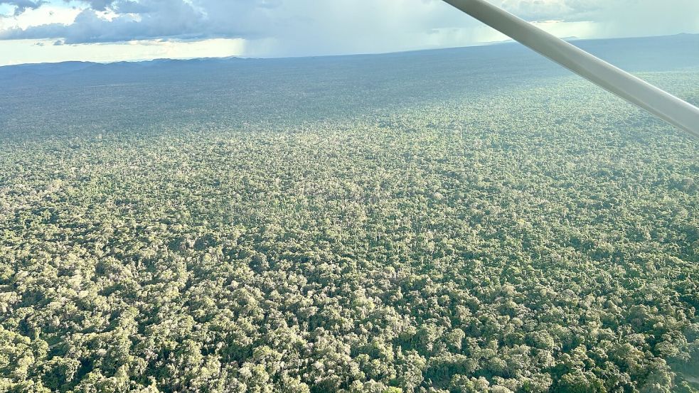 Der dichte, smaragdgrüne Regenwald wirkt wie ein endloses Paradies. Foto: Philipp Znidar/dpa