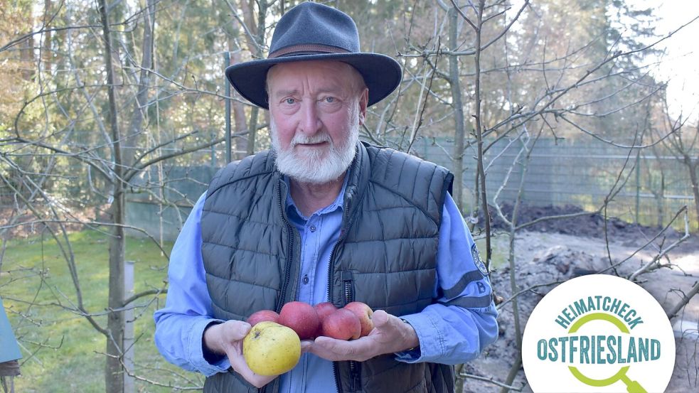 Johannes Bolland steht in seinem eigenen Garten in Ostrhauderfehn. Er zeigt einige seiner geernteten Äpfel. Fotos: Zein