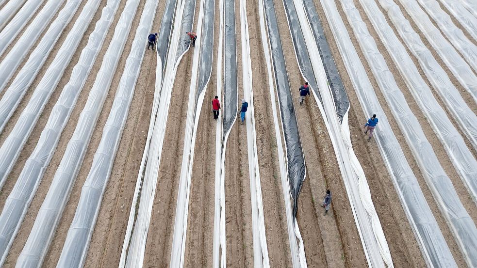 Der einheimische Spargel ist fast immer Folienspargel. Foto: Boris Roessler/dpa