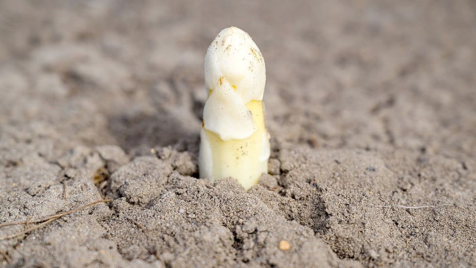 Der Ruf als potenzielles Aphrodisiakum ist Experten zufolge wohl vor allem auf das phallusähnliche Aussehen zurückzuführen. Foto: Patrick Pleul/dpa