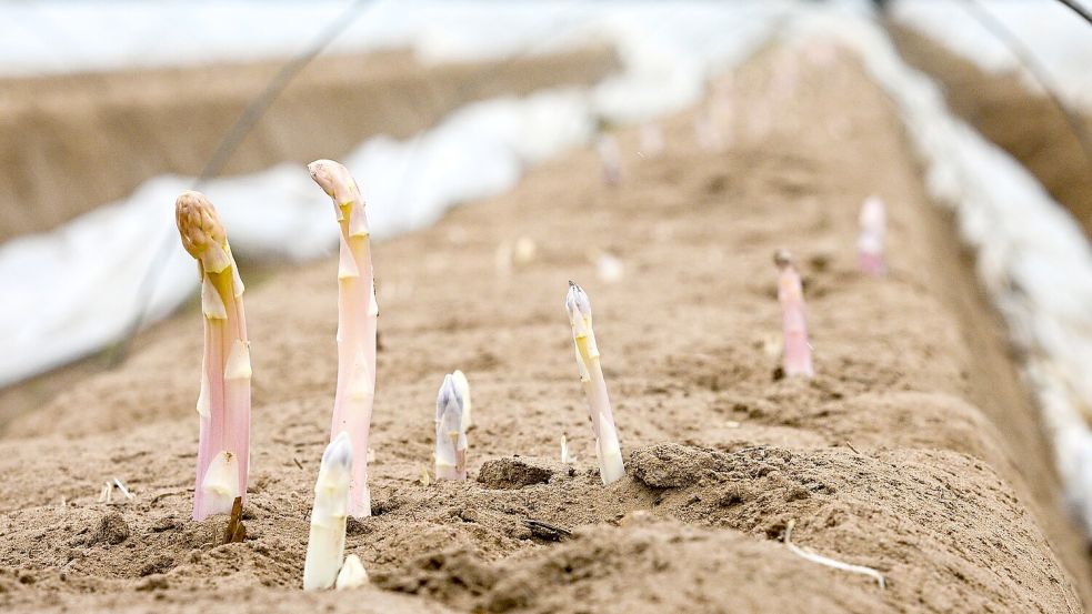 Schaut der Kopf ins Licht, färbt er sich rasch violett - was viele Verbraucher nicht mögen. Foto: Jens Kalaene/dpa