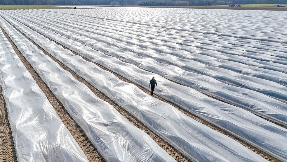 Lange Folien auf den Erdwällen verwandeln die Felder monatelang in gigantische Plastikwüsten. Foto: Peter Gercke/dpa