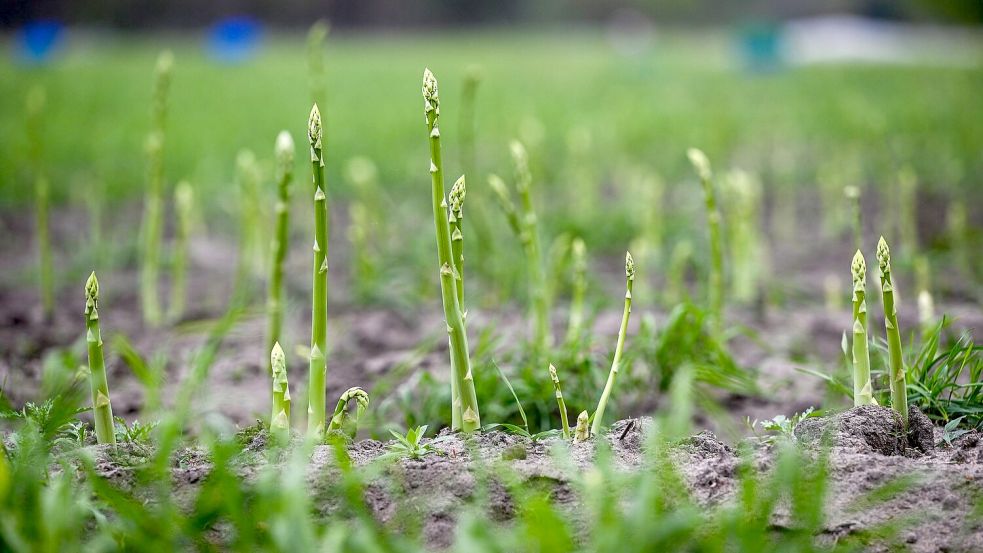 Grüner Spargel darf das Frühlingslicht genießen, er wächst überirdisch bei ebenem Boden. Foto: Jens Kalaene/dpa