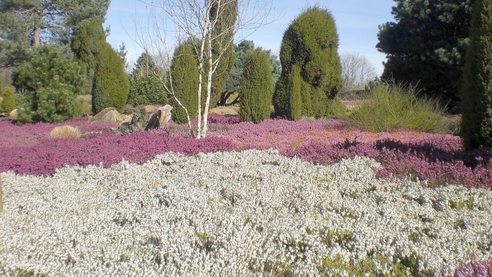 Die Winterheide im Park der Gärten steht in voller Blüte. Foto: Park der Gärten