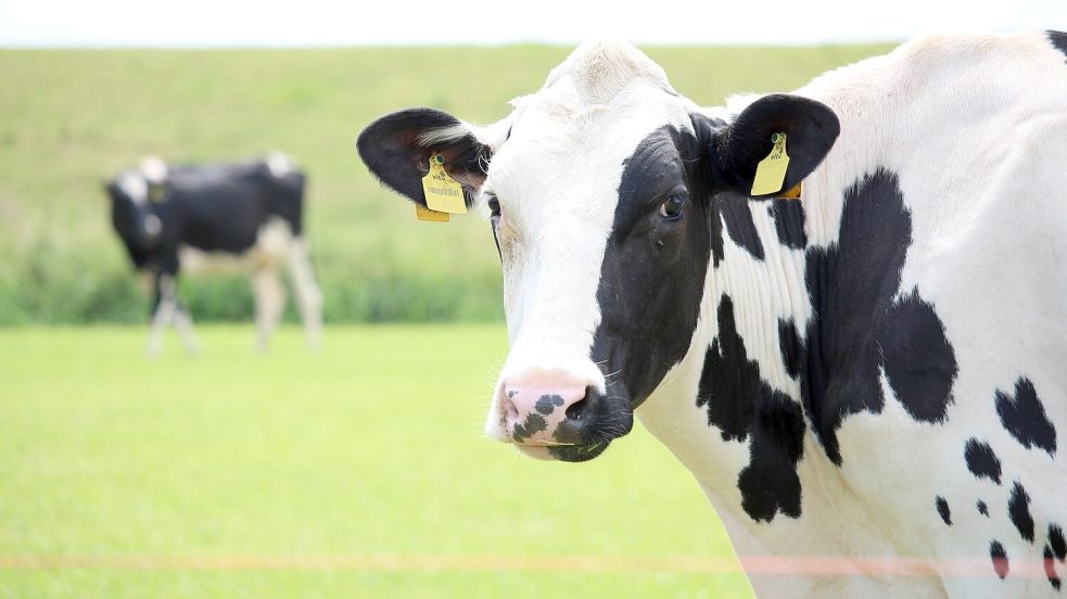 Der Kuh wird es egal sein, wie viel Geld es für ihre Milch gibt. Die Milchviehhalter könnte die Fusion von DMK und Arla allerdings finanziell treffen. Foto: Alberts/Archiv