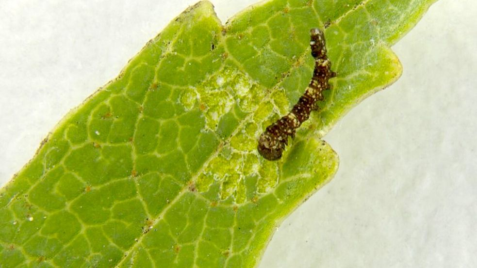 Eine stark vergrößert abgebildete Raupe des Nachtfalters Falcaria bilineata kriecht über die Spitze eines Birkenblatts. Foto: -/Leo Turchen/dpa