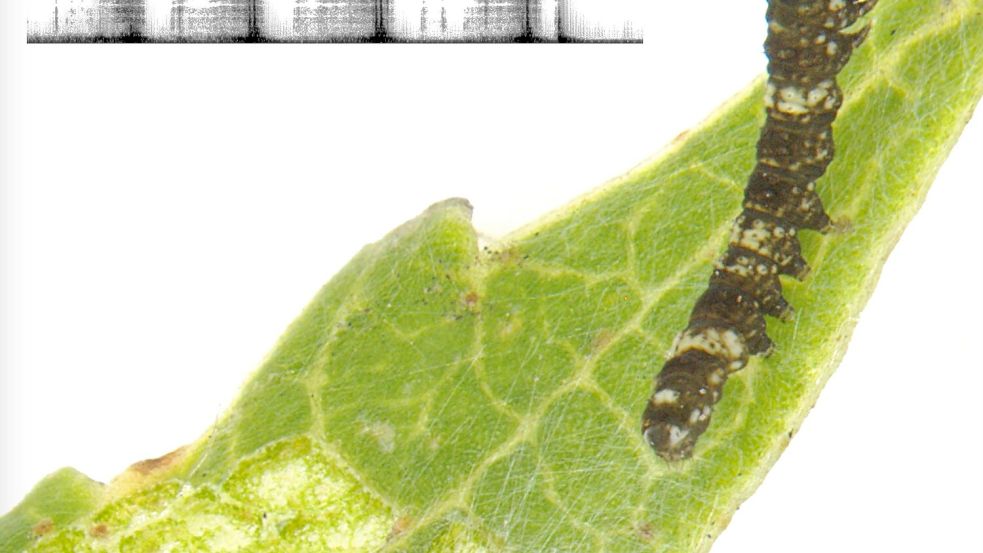 Die Grafik oben links im Bild zeigt die regelmäßigen Klopf- und Scharrtönen der Raupe. Foto: -/Leo Turchen/dpa