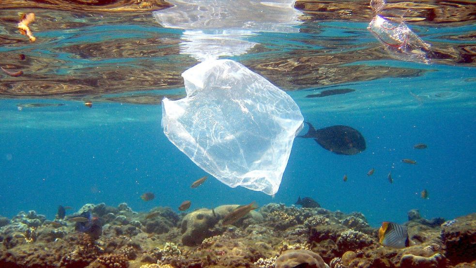 Plastik findet sich im Meer und in Tiermägen. (Archivbild) Foto: Mike_Nelson/epa/dpa