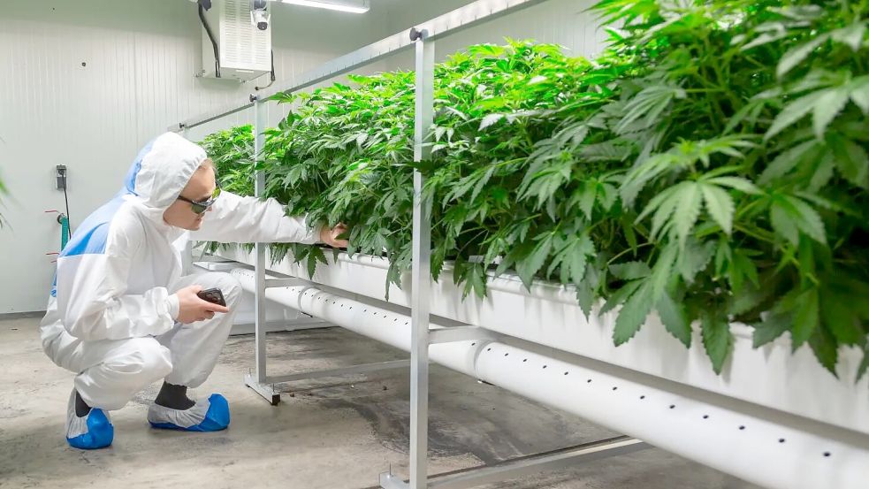 Der Cannabisclub „Emsgrow“ blickt auf das erste Jahr der Legalisierung zurück. Archivfoto: Schröer