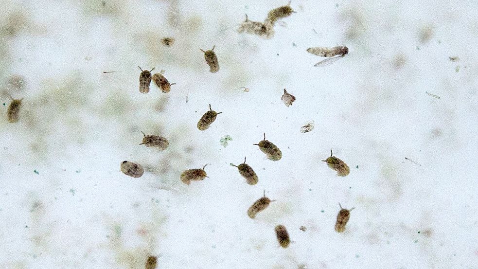 Das Oropouche-Virus wird durch verschiedene Mücken übertragen. Foto: Christian Charisius/dpa
