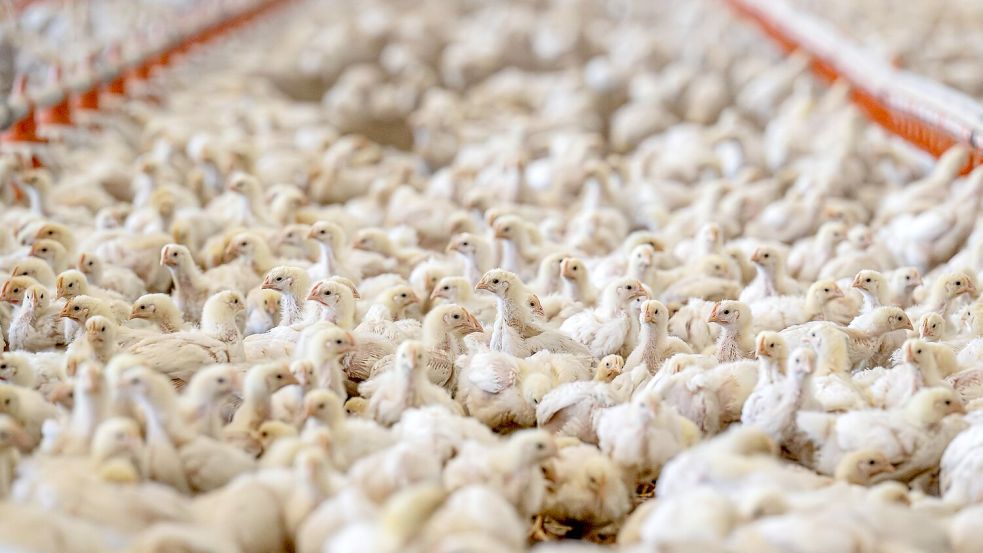 Masthähnchen erreichen ihr Schlachtgewicht von 1,5 Kilogramm in fünf Wochen. (Archivbild) Foto: Sina Schuldt/dpa