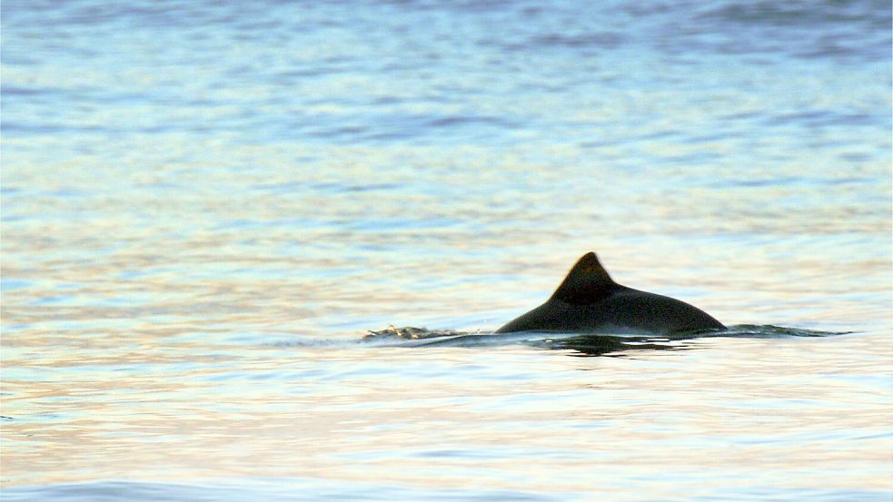In Wilhelmshaven kann man mit etwas Glück Schweinswale beobachten. Foto: dpa
