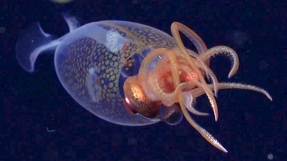 Zum ersten Mal lebend gefilmt: Ein junger Koloss-Kalmar schwebt in 600 Metern Tiefe durch den Südatlantik. Foto: ROV SuBastian / Schmidt Ocean Institute