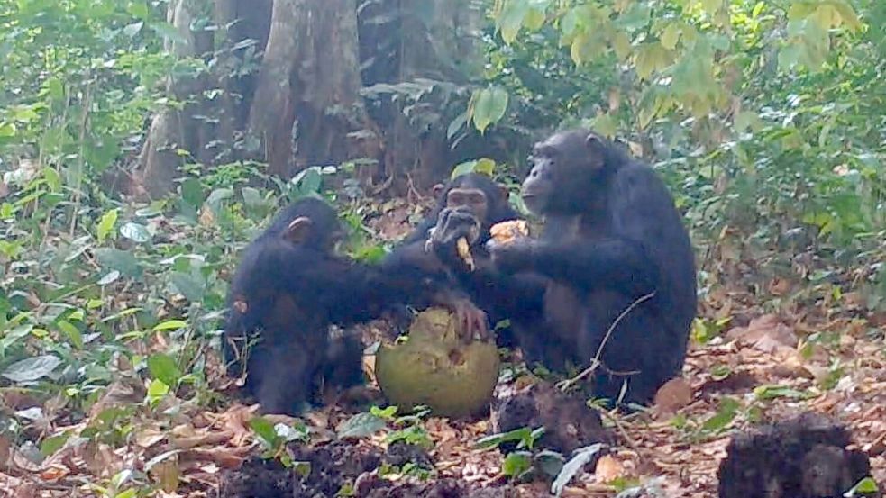Die Forschungsgruppe spekuliert, eine Urform des Feierns entdeckt zu haben. Foto: Bowland EurekAlert/dpa
