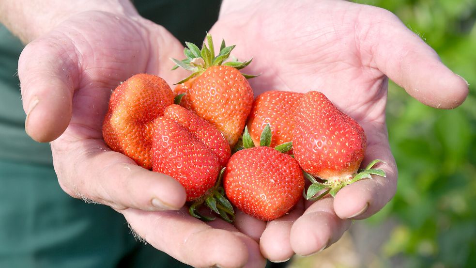 Es lohnt sich beim Kauf von Erdbeeren auf Herkunft und Sorte zu achten. Foto: Imago/Funke Foto Services