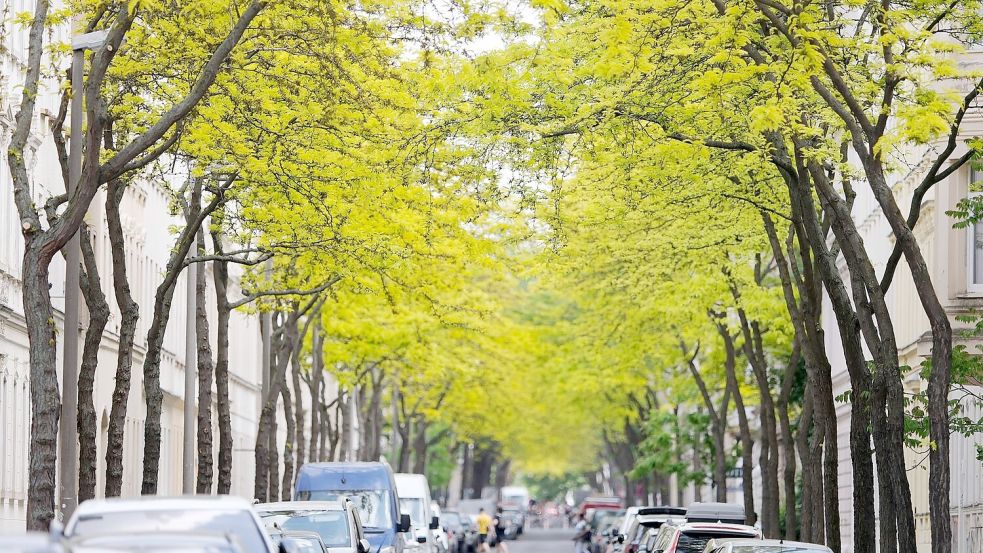 Gleditschien zählen zu den „Klimabäumen“- sie können auch Hitze in der Stadt vertragen. Foto: Sebastian Willnow/dpa