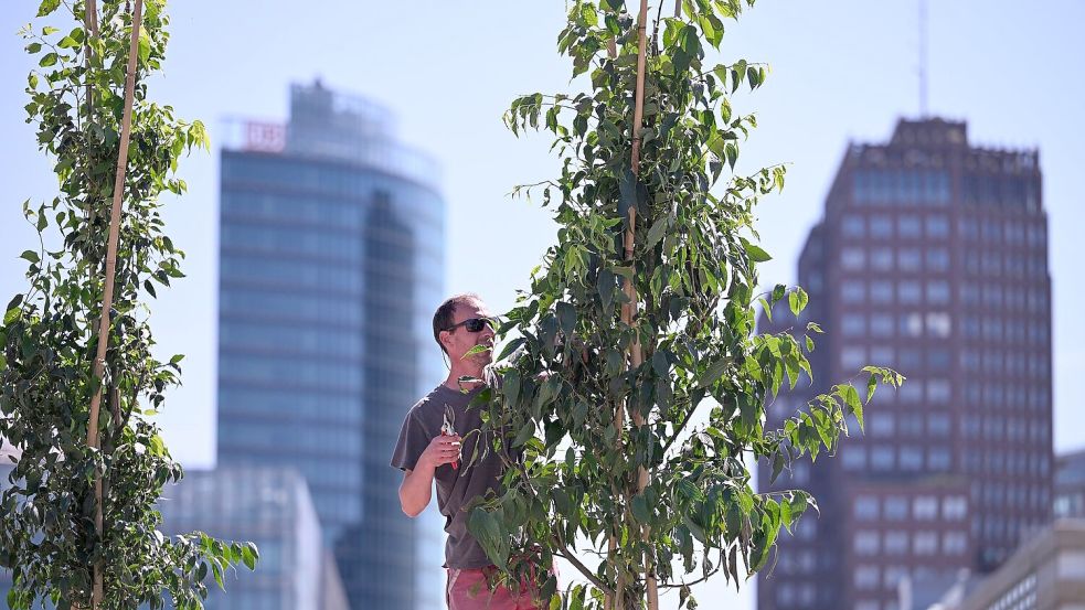 Der Zürgelbaum gilt als ein Baum der Zukunft. Foto: Soeren Stache/dpa