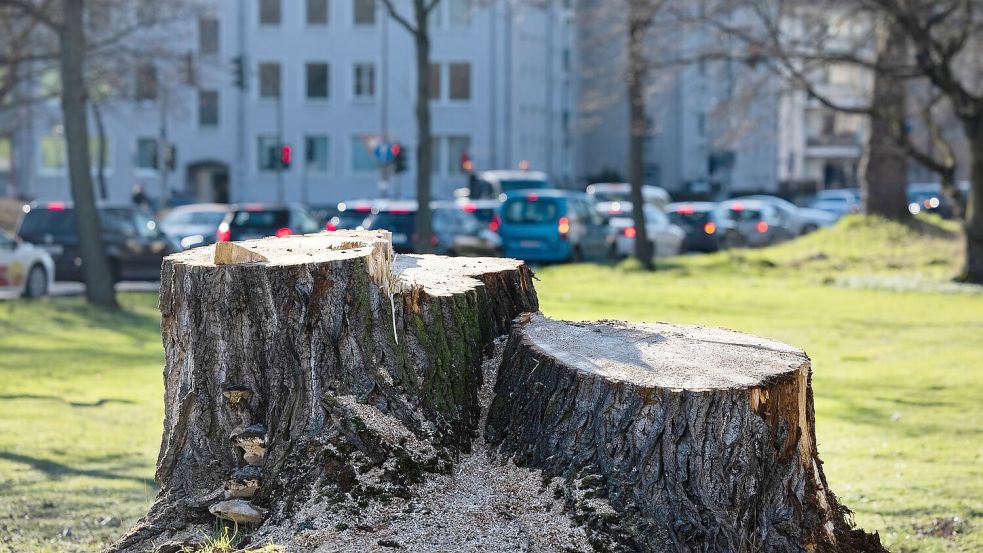 Kommunen müssen noch mehr zum Erhalt ihrer Bäume tun, mahnen Forscher. Foto: Rolf Vennenbernd/dpa