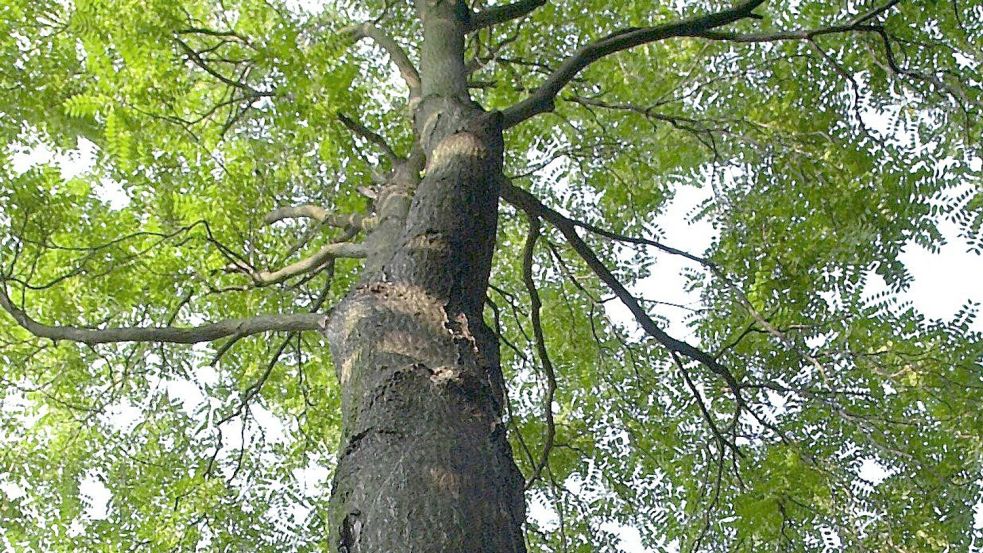 Der Götterbaum ist robust, aber nicht unbedingt beliebt. Er verdrängt andere Arten. Foto: Waltraud Grubitzsch/zb/dpa
