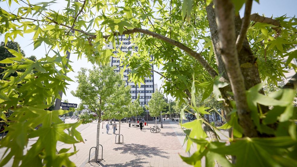 Stadtbäume müssen gut gepflegt werden, wenn sie überleben sollen. Foto: Christian Charisius/dpa