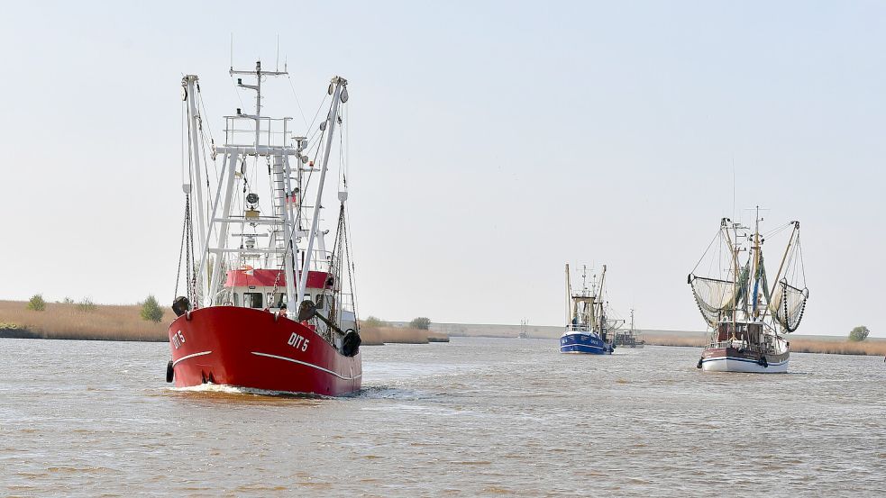In bester Gesellschaft: Seit Mitte April hat die Greetsieler Kutterflotte ein neues Mitglied aus Ditzum. Fotos: Heinz Wagenaar