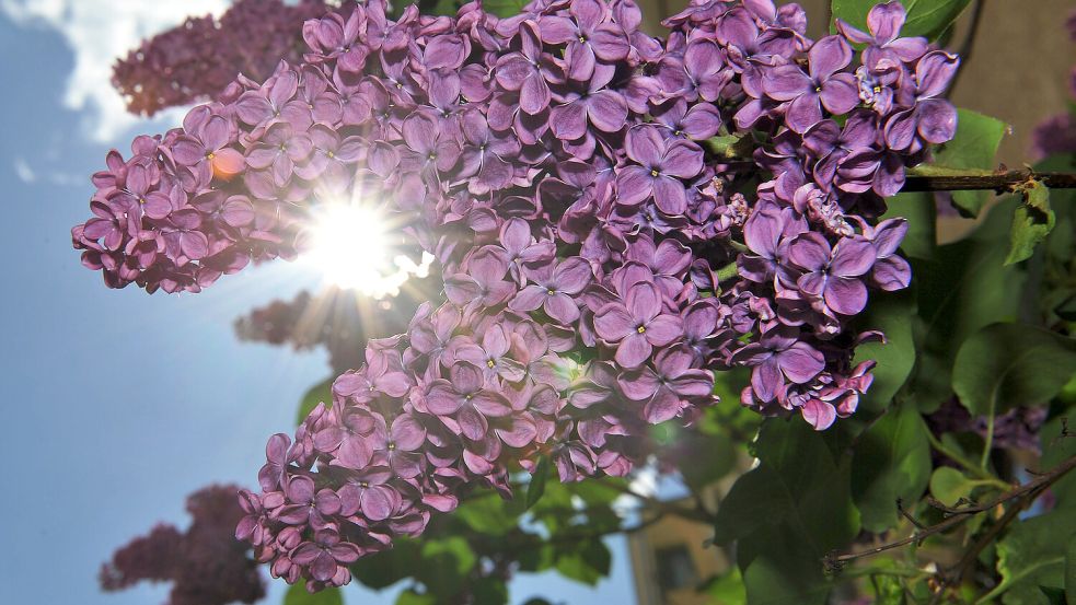 Der Flieder fängt an zu blühen – und auch die Sonne soll wieder scheinen. Foto: Paul Zinken/dpa