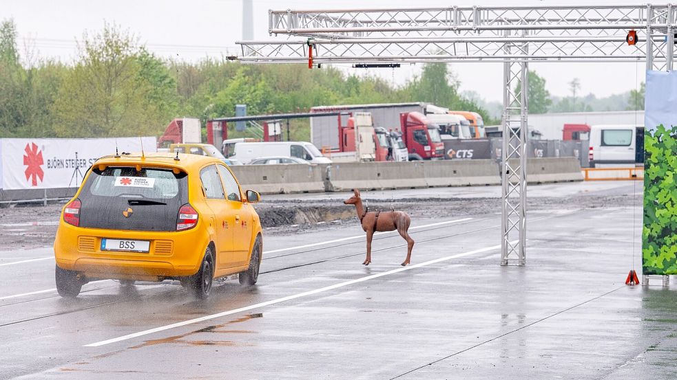 Plötzlich taucht das Reh vor einem Auto auf. Es kommt bei diesem Crashtest mit Tempo 80 zum Zusammenstoß und der Fahrer weicht nach links aus. Foto: Guido Kirchner/dpa
