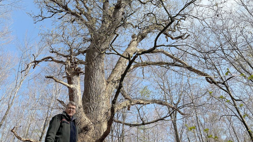 Gerd Dählmann an der „oll eek“ im Ihlower Wald. Foto: Imke Oltmanns