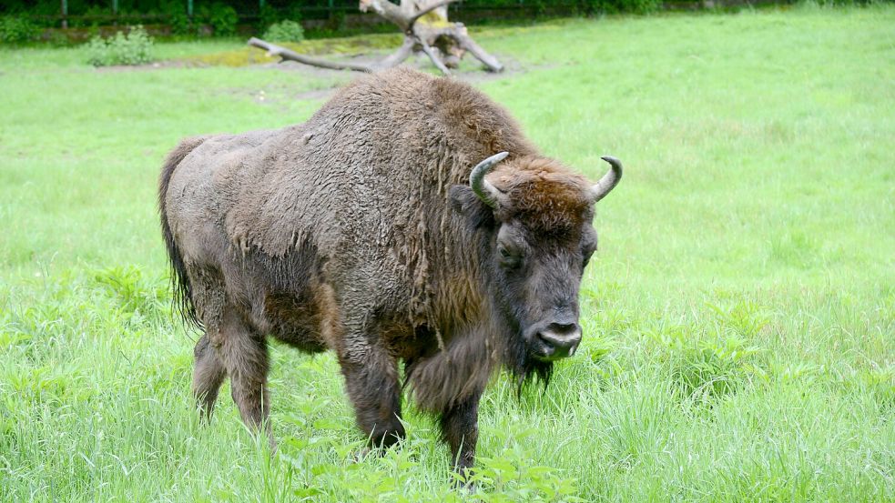 Der Kaukasus-Wisent war einst ein wichtiger Bestandteil der Fauna des Kaukasusgebirges. Vor etwa 100 Jahren wurde er ausgerottet. Foto: IMAGO/SNA