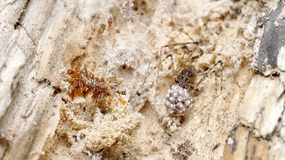 Die Knochensammler-Raupe lebt ausschließlich in Spinnennetzen und tarnt sich, um nicht von ihrem ahnungslosen Spinnenwirt entdeckt zu werden. Foto: Rubinoff Lab, Entomology Section/University of Hawaii, Manoa/dpa