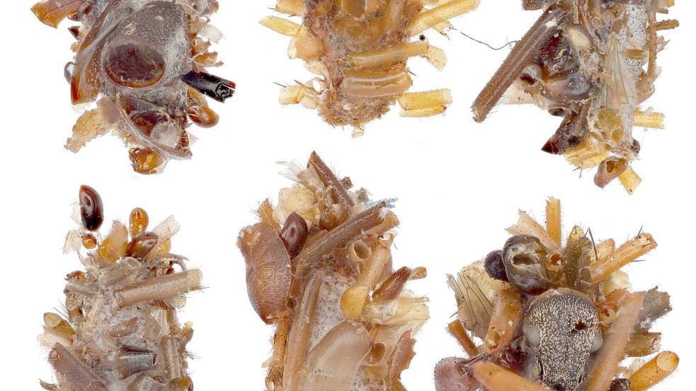 Ihr Tarngewand aus ungenießbaren Körperteilen ihrer Insektenbeute kuratiert und konstruiert die Knochensammler-Raupe äußerst sorgfältig. Foto: Rubinoff Lab, Entomology Section/University of Hawaii, Manoa/dpa