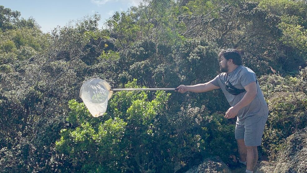 Die fleischfressenden Raupen wurden bislang nur in einem 15 Quadratkilometer großen Stück Bergwald auf der hawaiianischen Insel O’ahu beobachtet. Foto: Rubinoff Lab, Entomology Section/University of Hawaii, Manoa/dpa