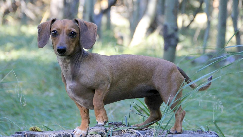 Dachshunde sind klein und schnell. Sie können schon einmal ausreißen. Doch fast zwei Jahre sind schon eine lange Zeit. Foto: Bonnie Hawkins/Unsplash