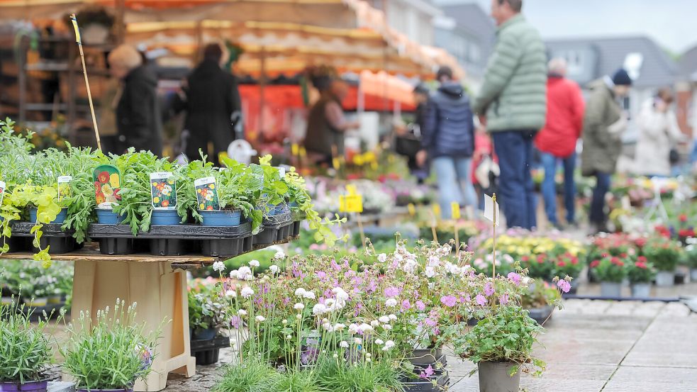 Läutet die Gartensaison offiziell ein: Der Auricher Geranienmarkt geht am Sonntag, 4. Mai, in seine 28. Auflage. Verschiedene Gartenbaubetriebe aus der Region bietet dann auf dem Marktplatz zuhauf ihre Artikel an. Foto: Stephan Friedrichs